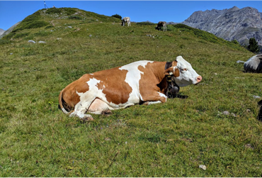 Fields Notes from Blue Pine