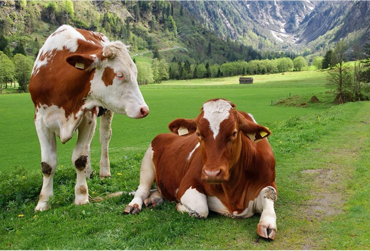 The Open Pasture Journal